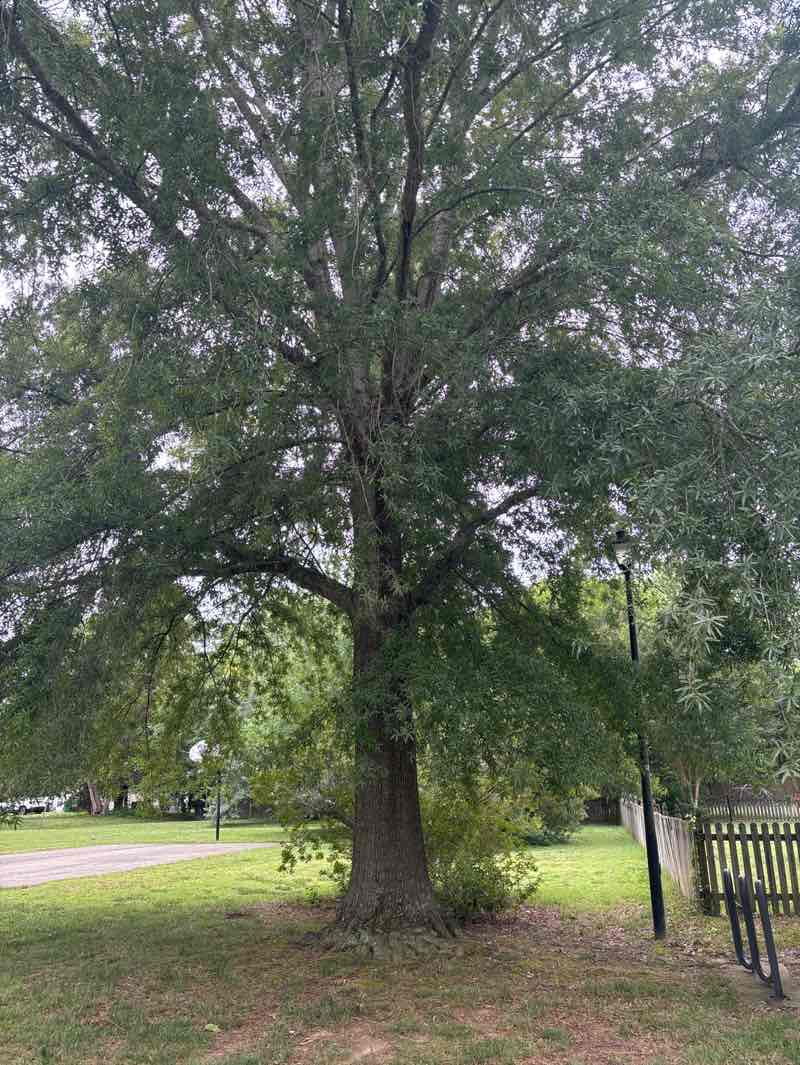 walking near me in Jamestown Pointe Park in summer
