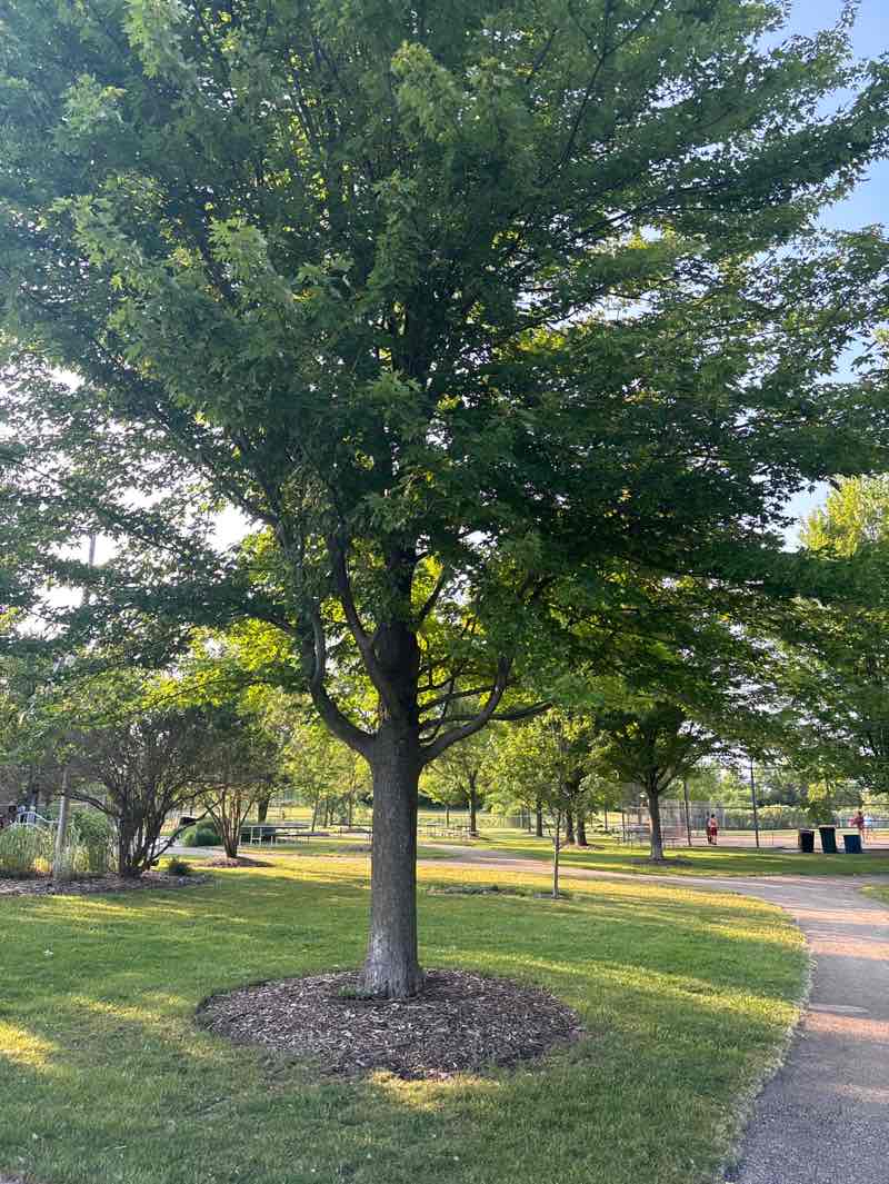 walking near me in Three Corners Park in summer