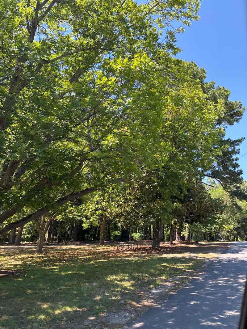 walking near me in Chickahominy Riverfront Park in summer