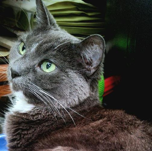 🐈‍⬛ ❥PཞɛɬɬყP❥ 🐈‍⬛