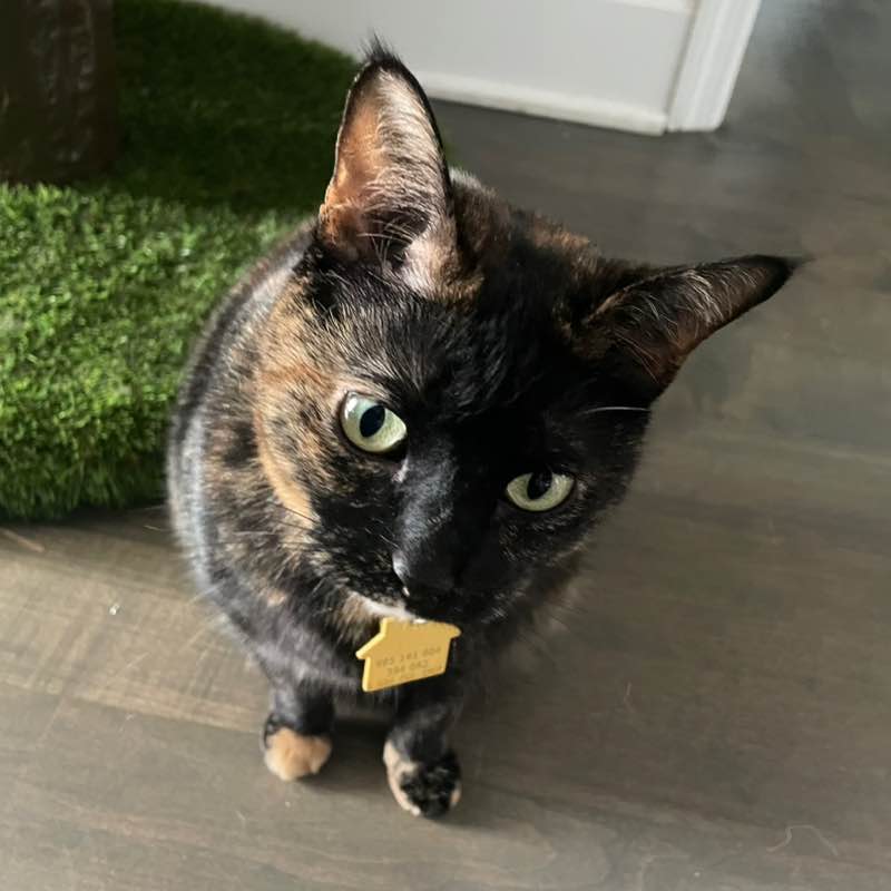 Cynthia 🐈😊🌷 post 1