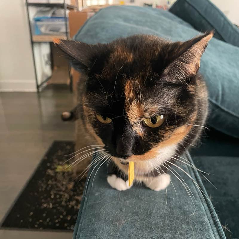 Cynthia 🐈😊🌷 post 3