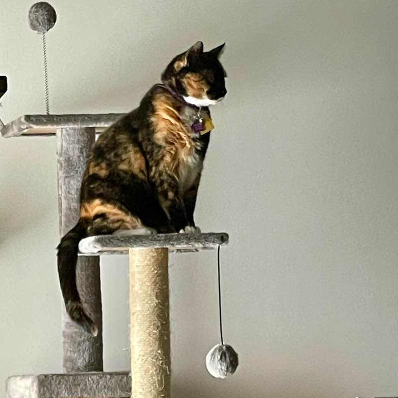 Cynthia 🐈😊🌷 post 1