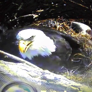 eagle