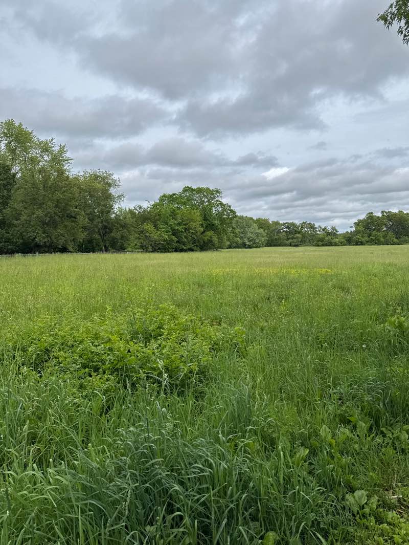 walking near me in Bridgham Farm Conservation Area in summer