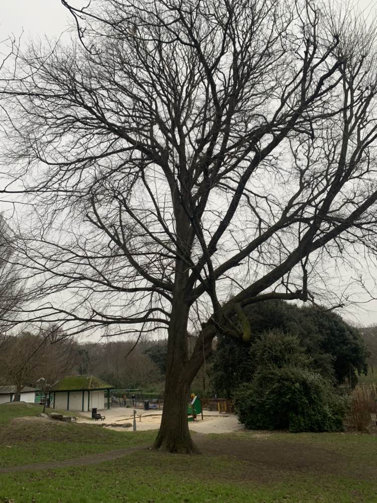 walking near me in Queen's Park in winter
