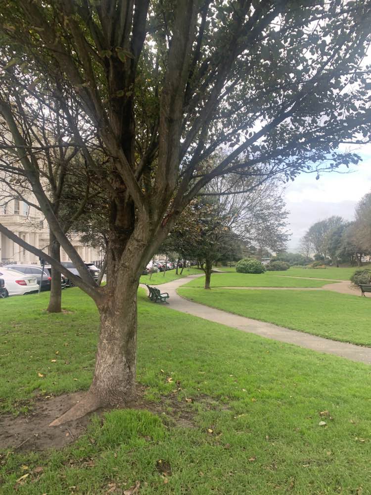 walking near me in Palmeira Square in autumn