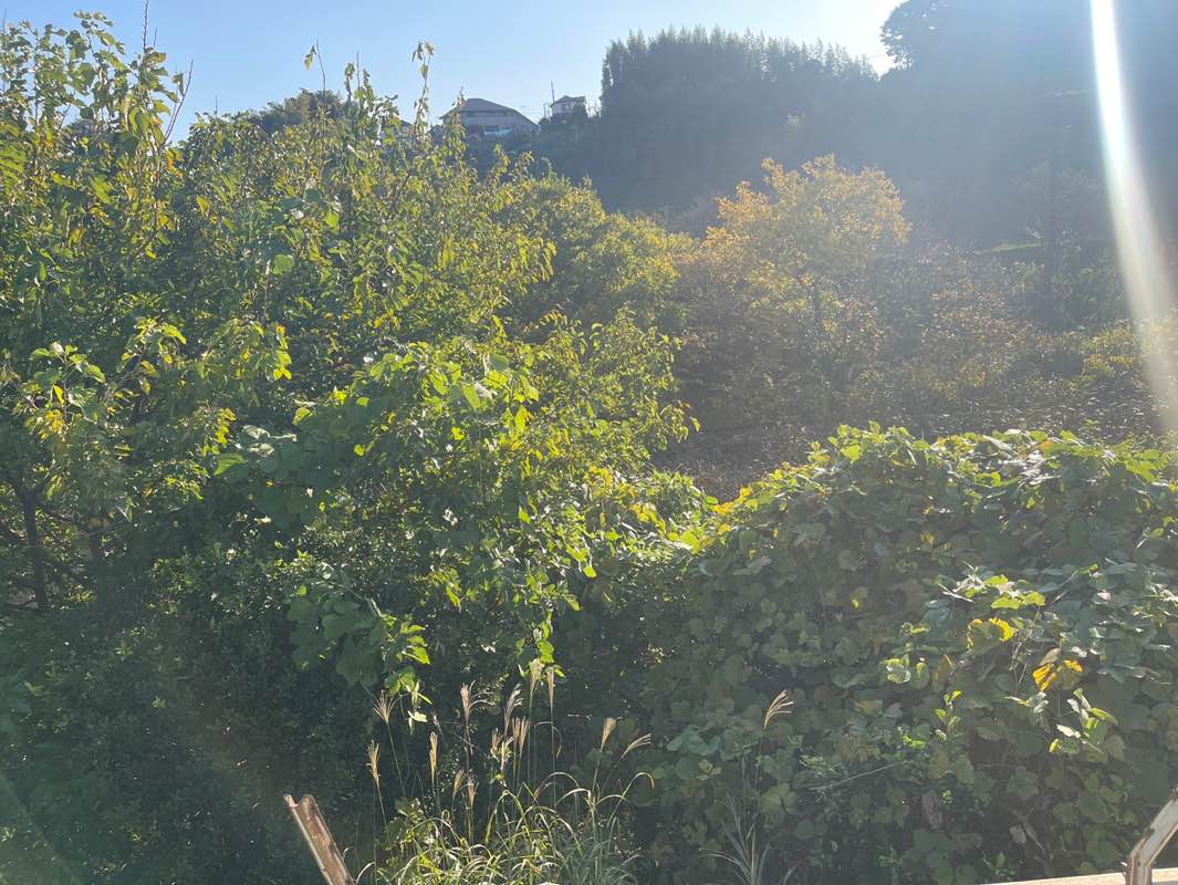 walking near me in せせらぎ広場 in autumn