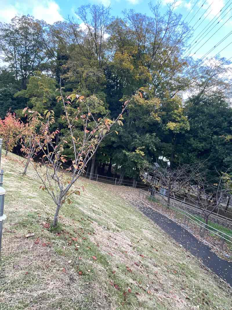 walking near me in 深谷中央1号公園 in autumn