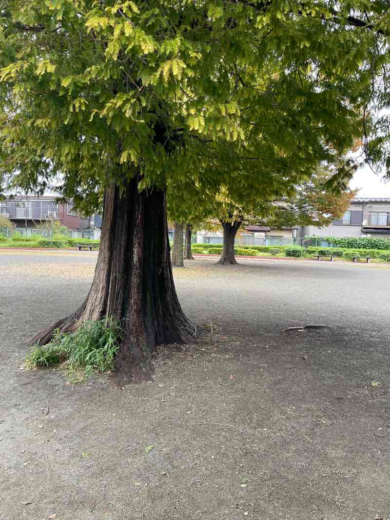 walking near me in Terao Cenrtal Park in autumn
