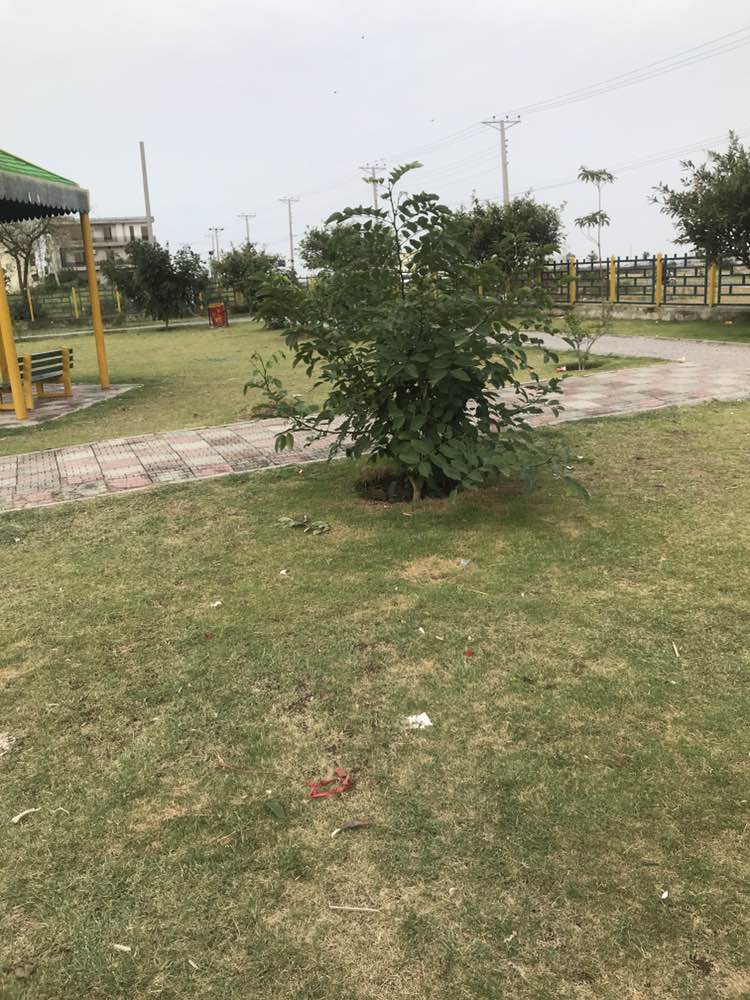 walking near me in Family Park in summer