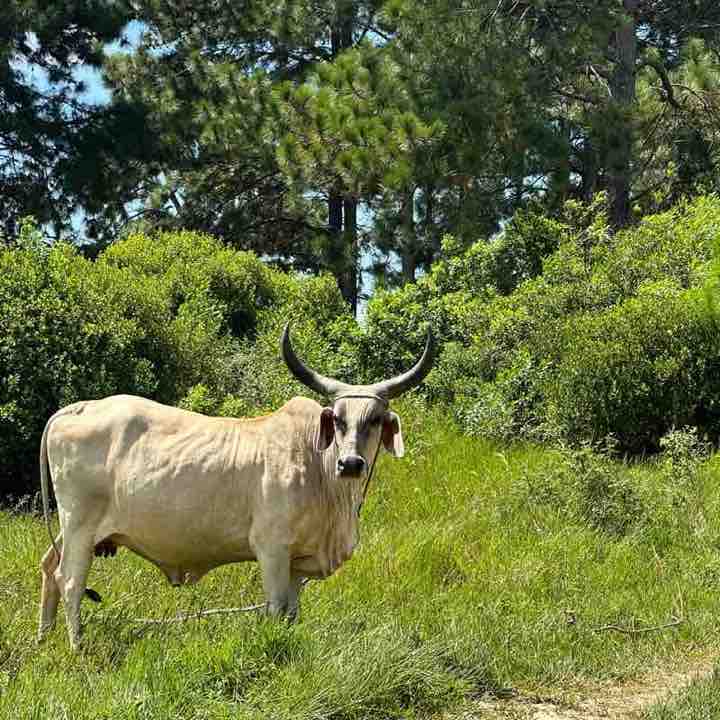 Dmitry | Dubai | Brazil | Russian post 3