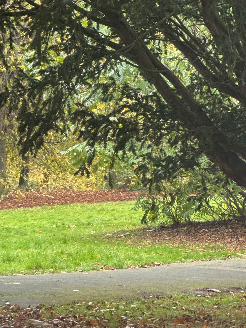 walking near me in Gensing Gardens in autumn