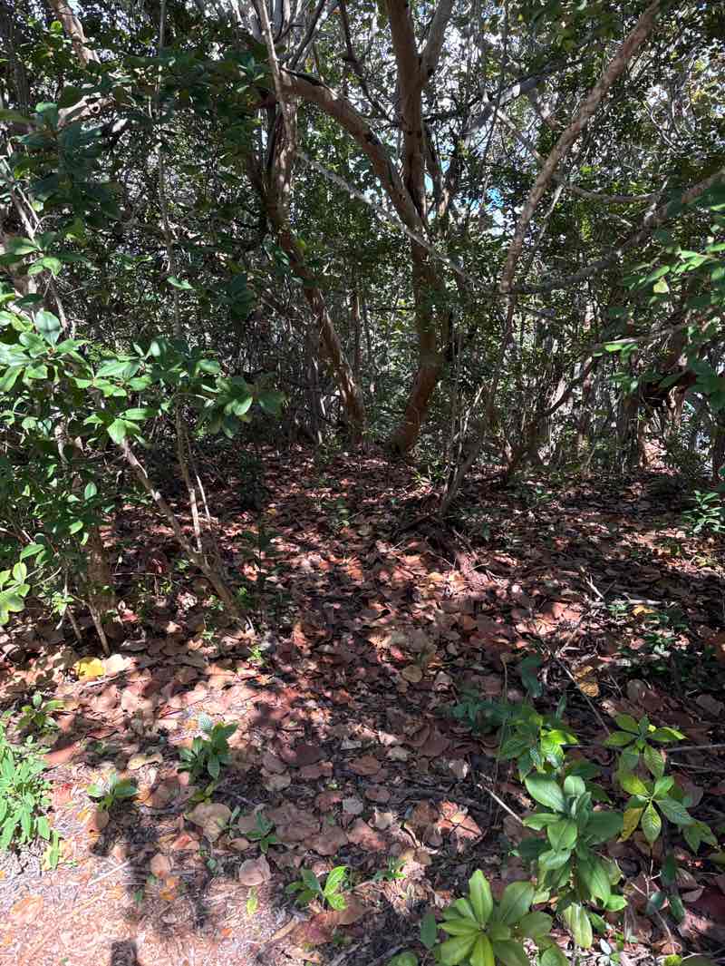 walking near me in Hugh Taylor Birch State Park in winter