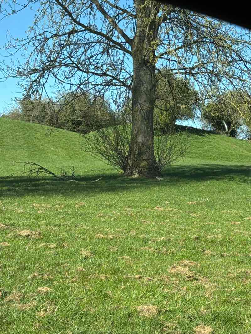 walking near me in Hastings Road Park in spring