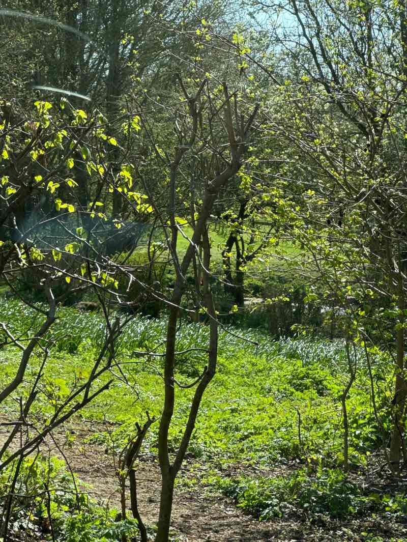 walking near me in Bourton Park in spring