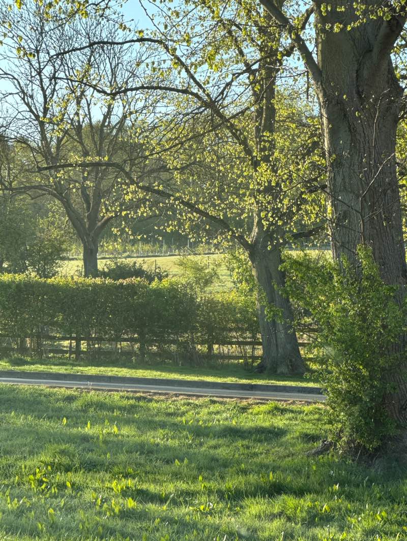 walking near me in Swale Park in spring