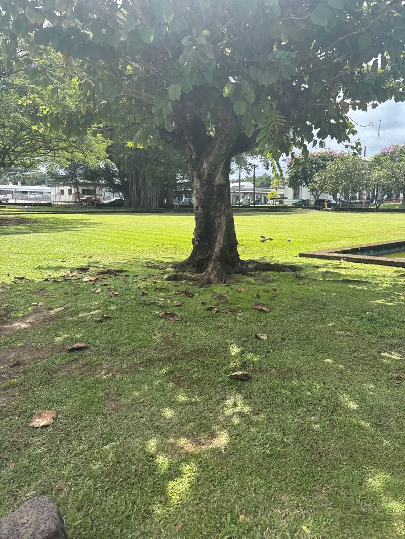 walking near me in Kalakaua Park in summer