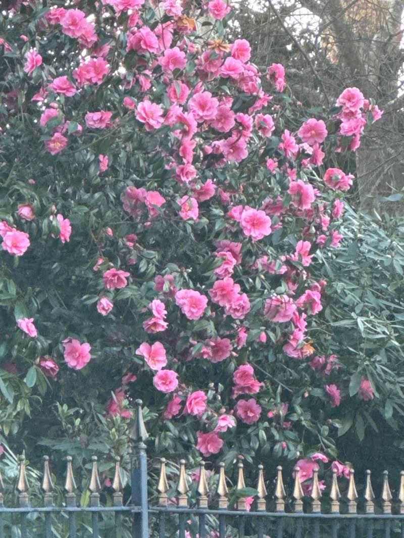 walking near me in Manor Gardens in spring