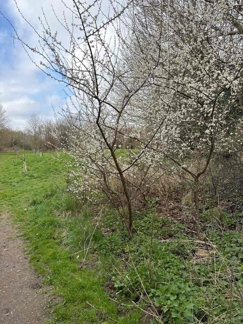 walking near me in Langford Orchard in spring