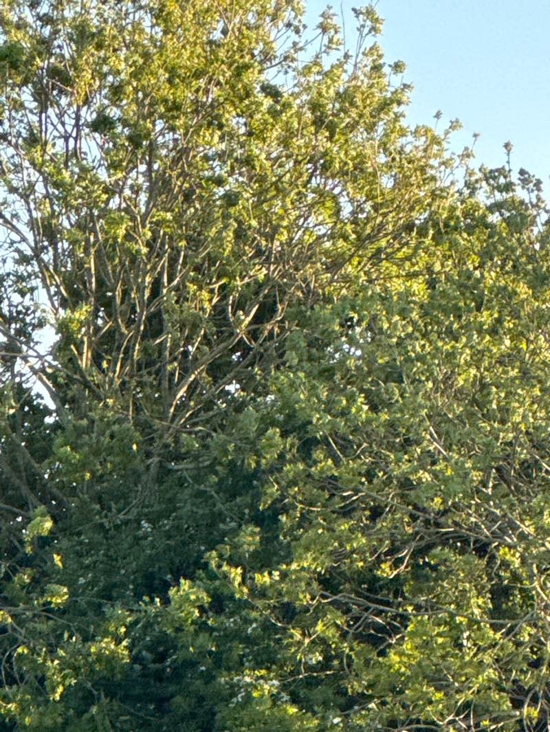 walking near me in Sevenoaks Park in spring