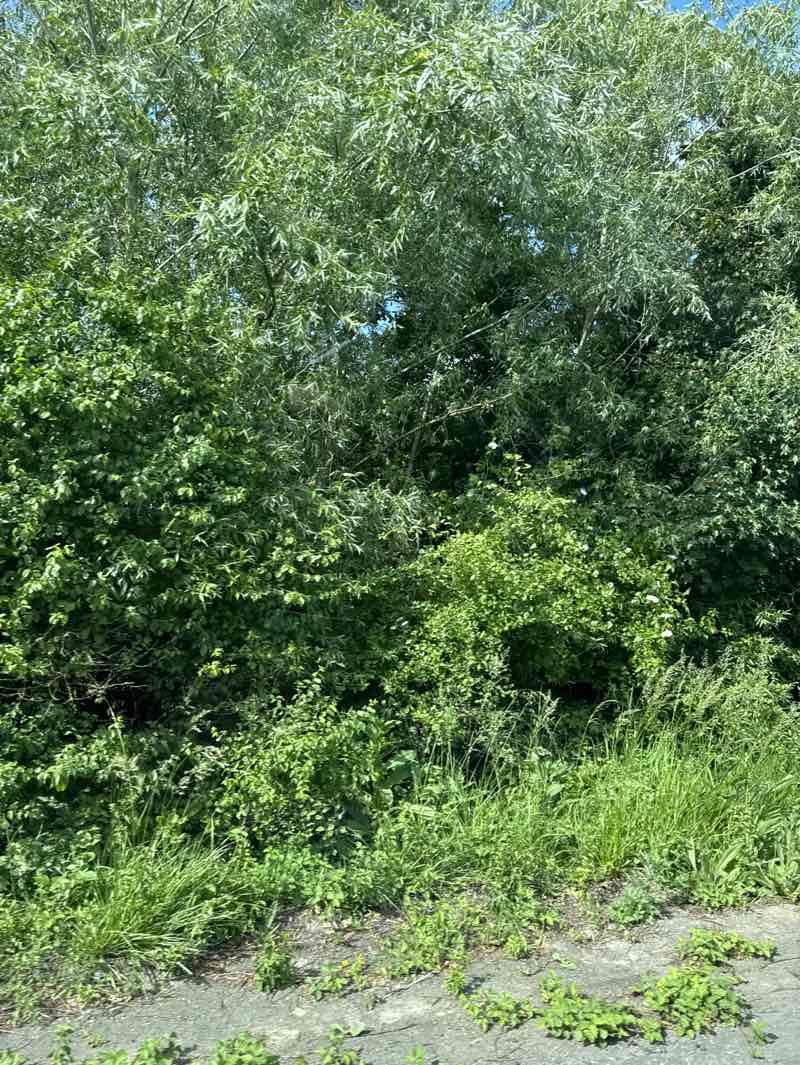 walking near me in Pevensey Levels SSSI in spring