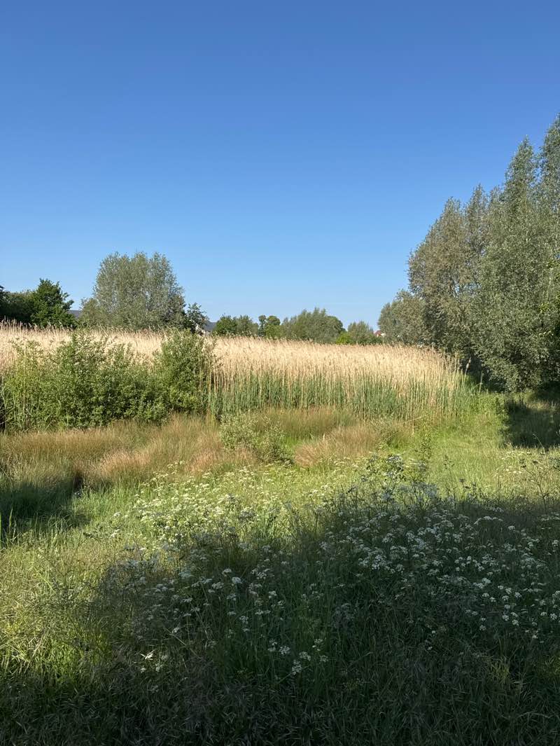 walking near me in Pingle Brook Open Space in spring