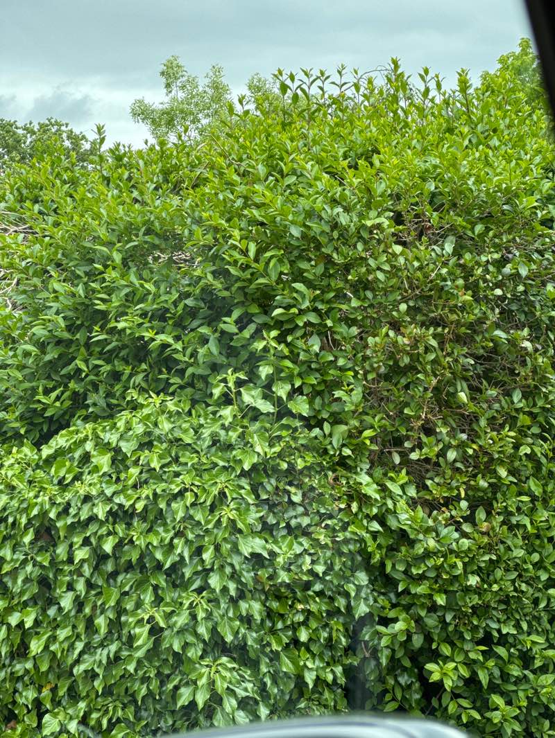 walking near me in Jenners Field in spring