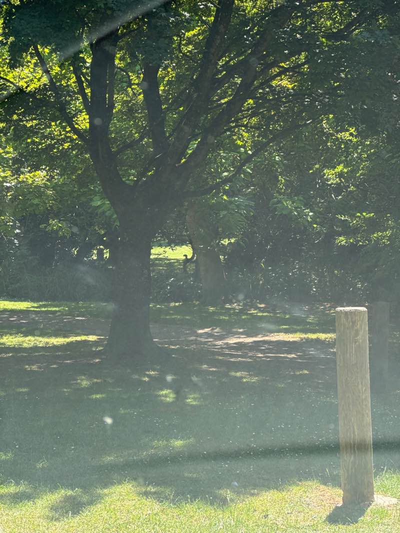 walking near me in Hampden Park in summer