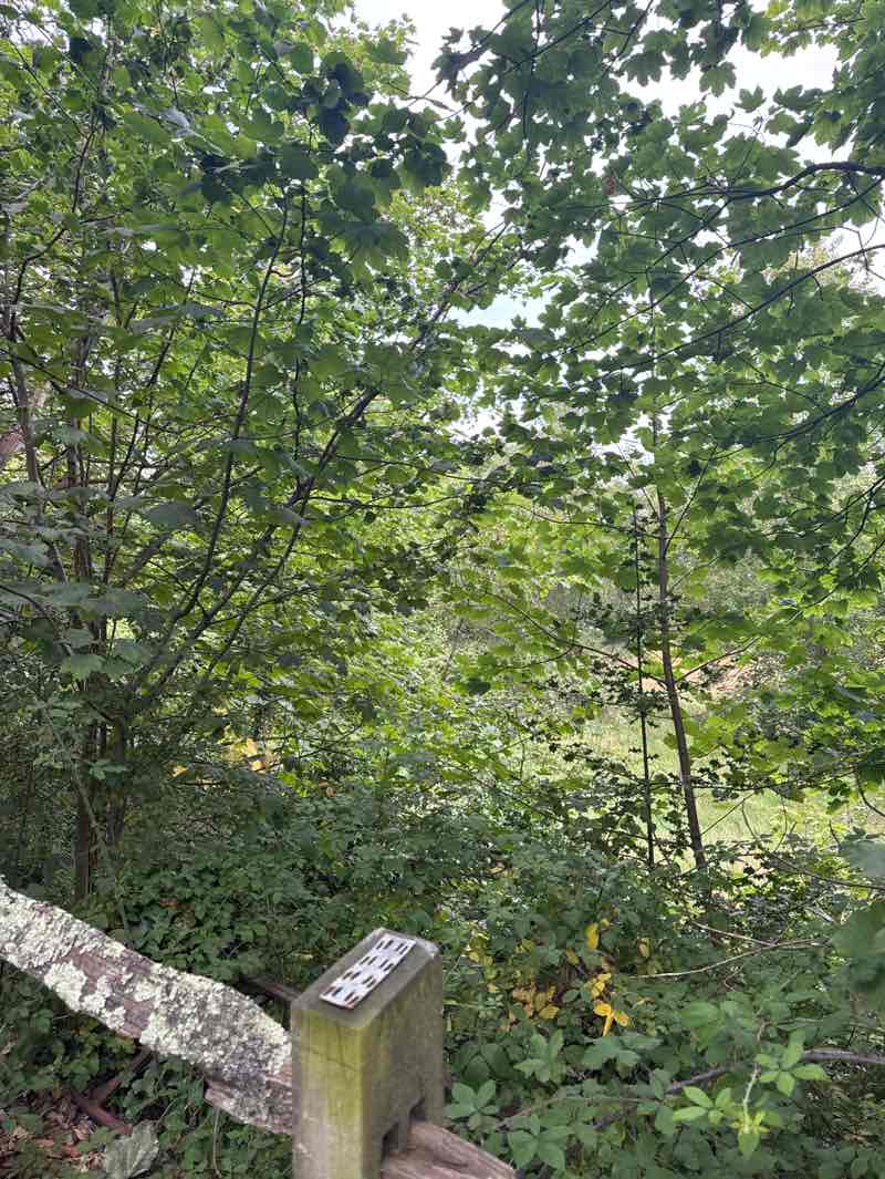 walking near me in Broad Oak Park in autumn