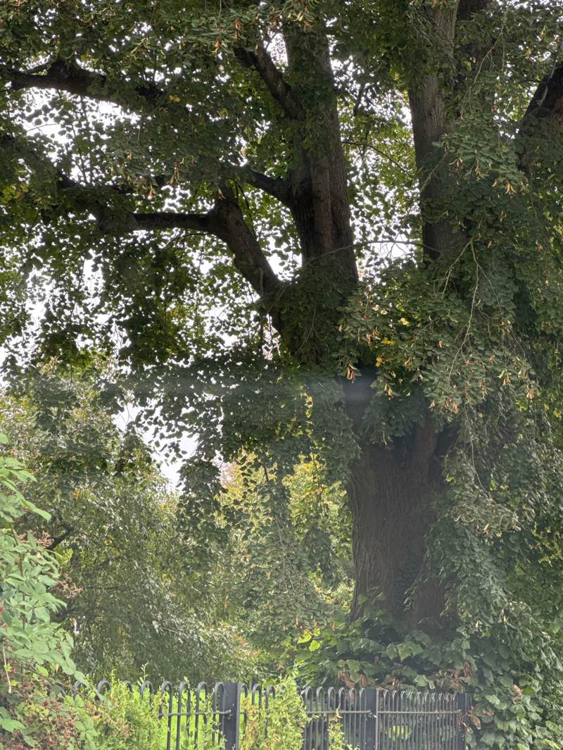 walking near me in King George V Playing Fields in autumn