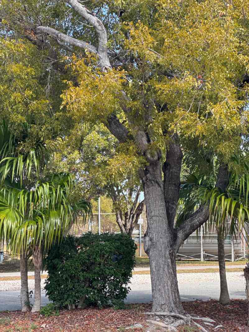 walking near me in Founder's Park in spring