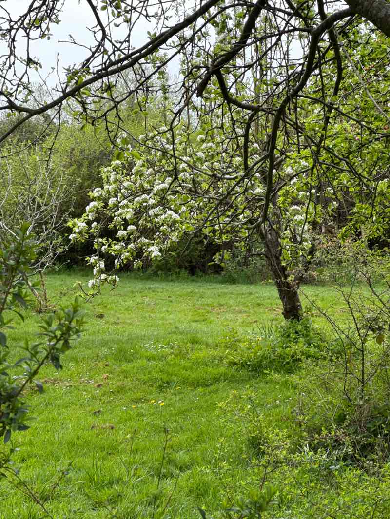 walking near me in Langford Orchard in spring