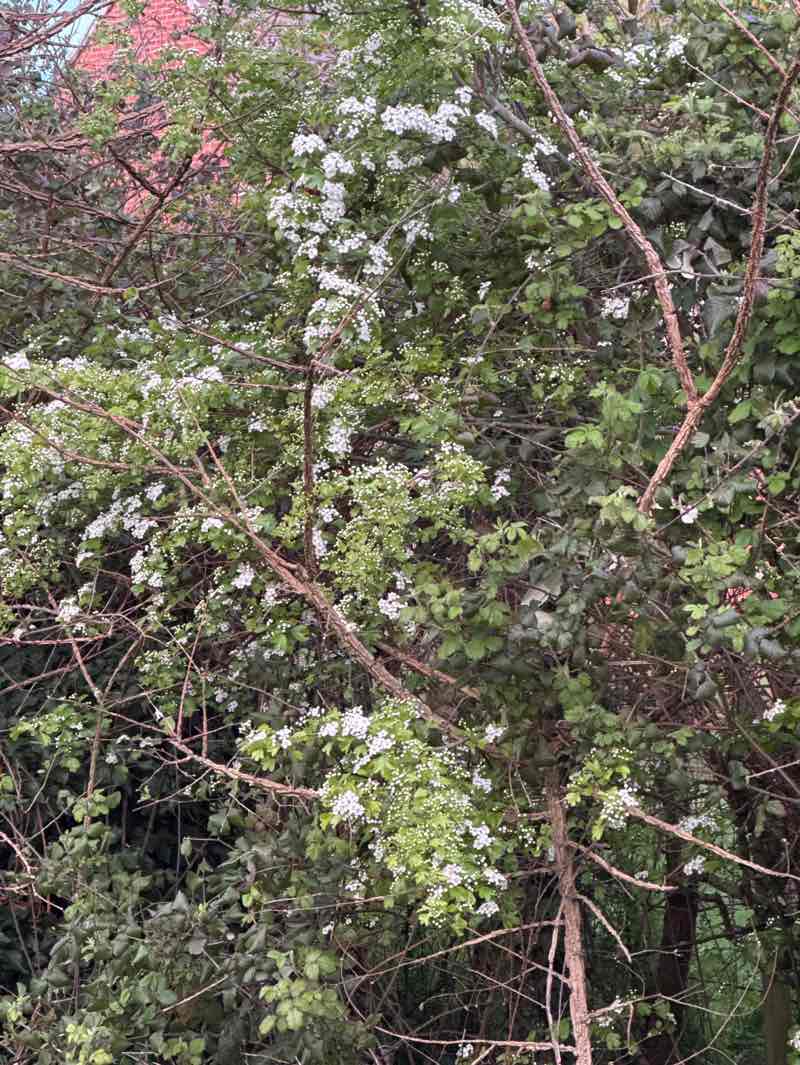 walking near me in Pingle Brook Open Space in spring