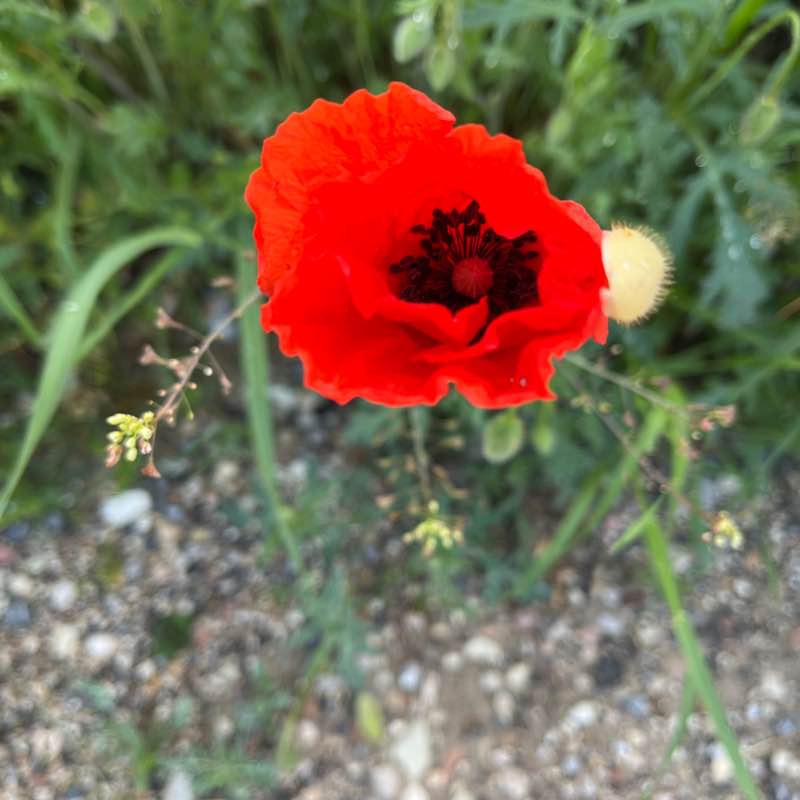 nadiafiorucci1956 post 2