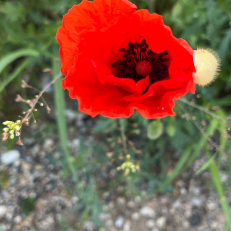 nadiafiorucci1956 post 2