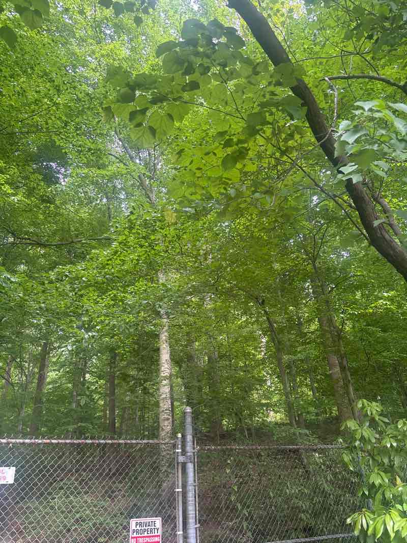walking near me in Fernbank Forest and Recreational Center in spring
