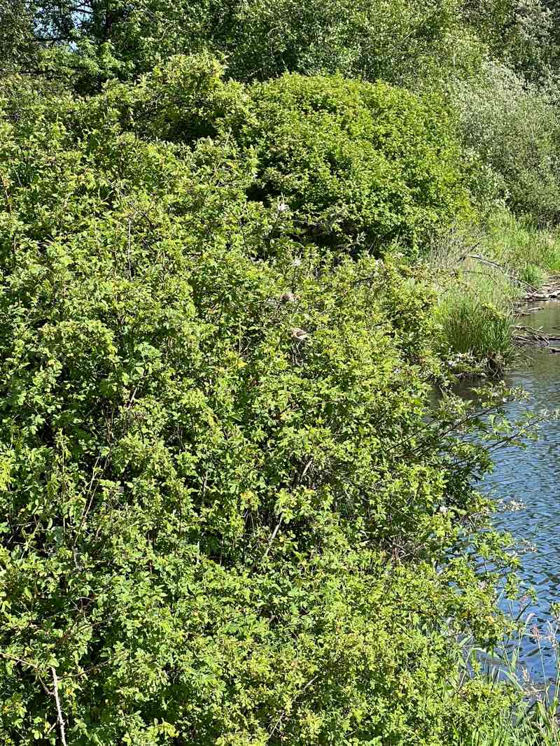 walking near me in Salmon Creek Regional Park in summer