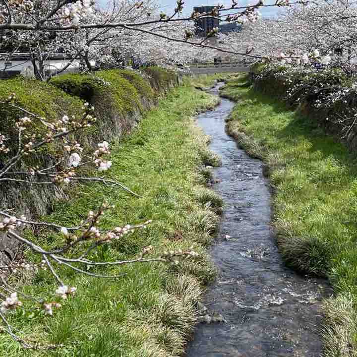 えりピコ Ellie toshihide post image