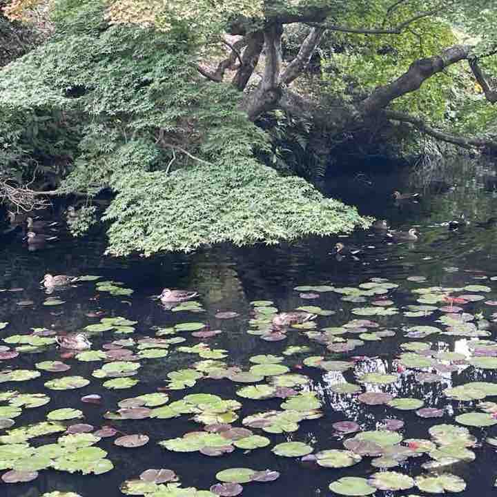 えりピコ Ellie toshihide post image