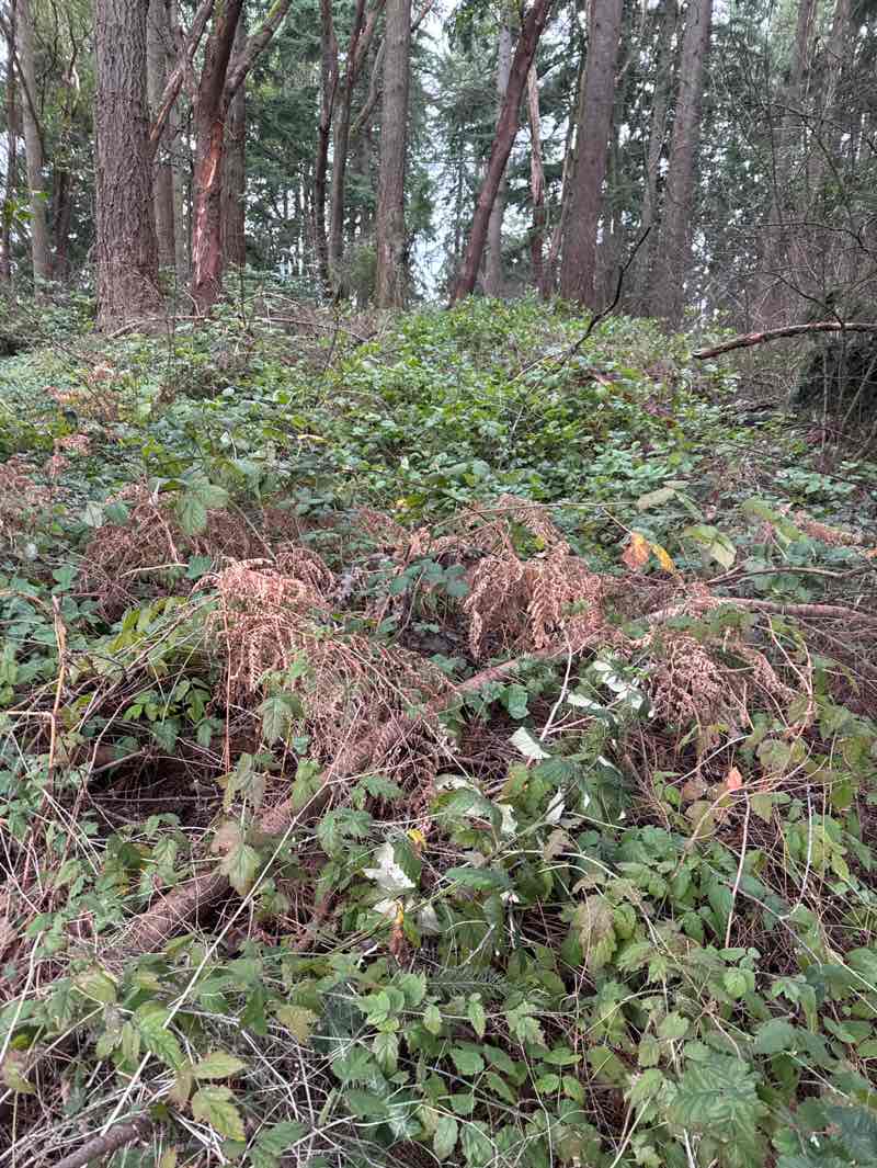 walking near me in Northacres Park in winter
