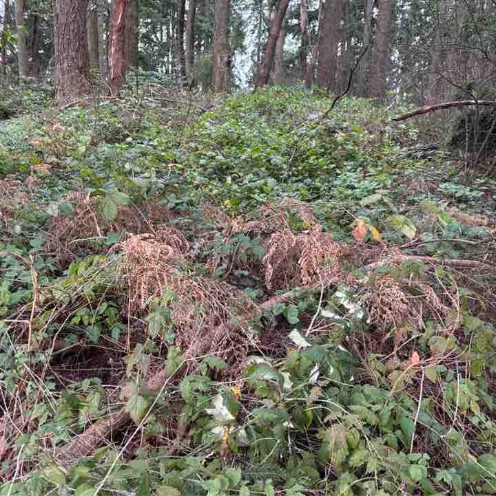 PacerGuy_1951 post 1