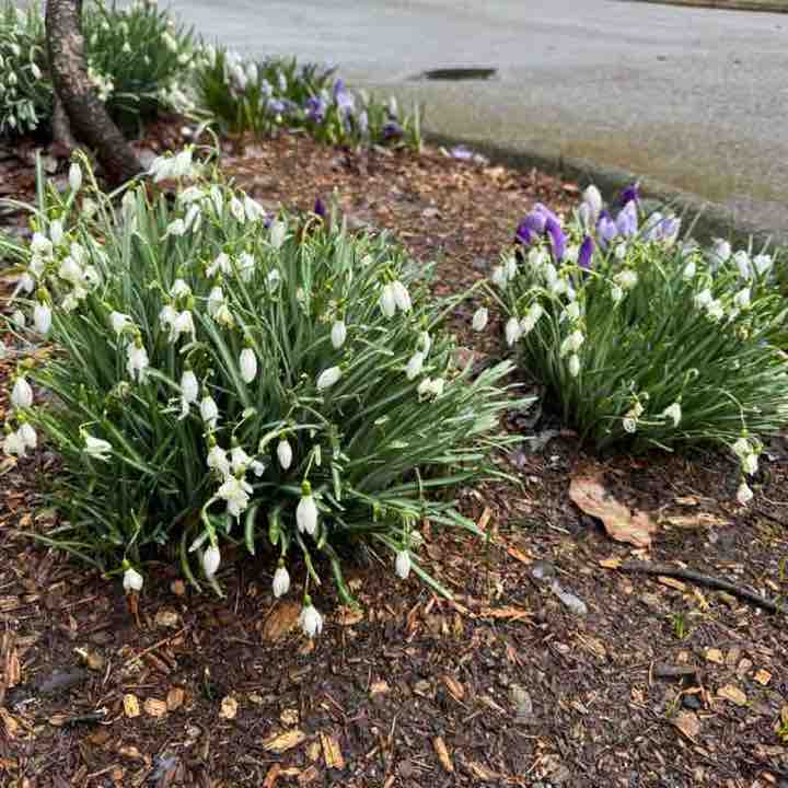 PacerGal_1966 post 2