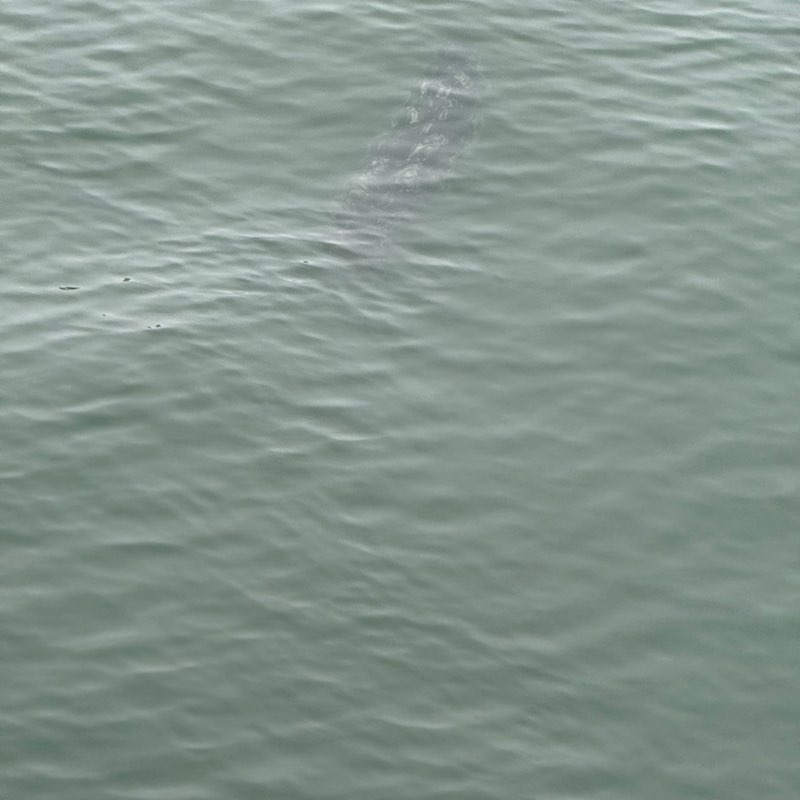 PacerGal_1966 post 1