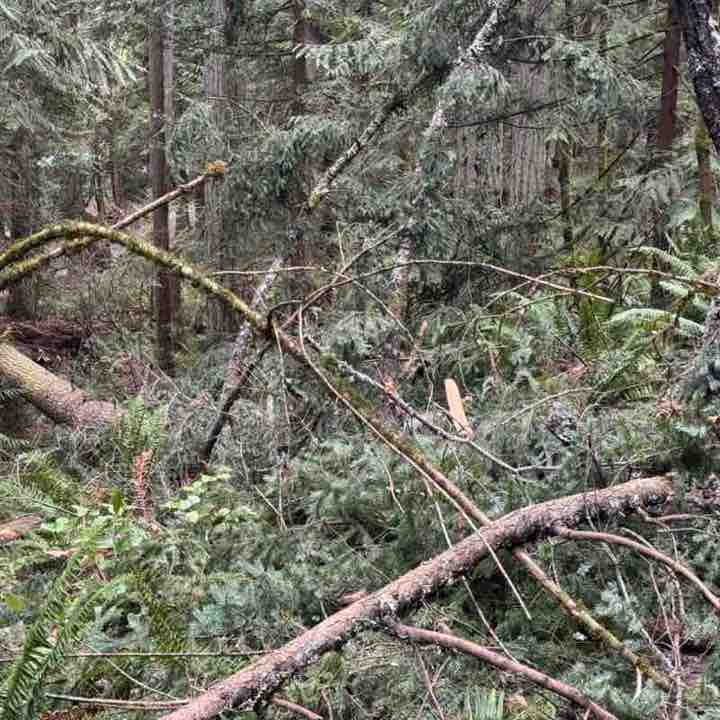 PacerGal_1966 post 2