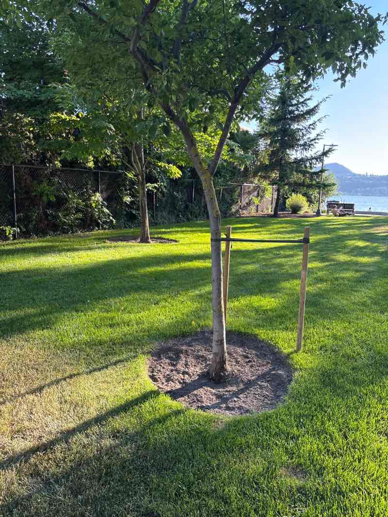 walking near me in Abbott Park in summer