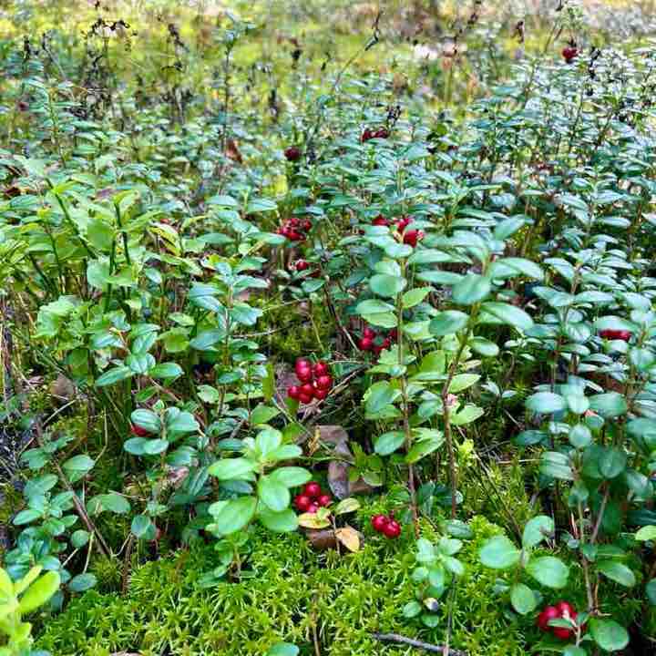 Оксана 🇷🇺 post 2