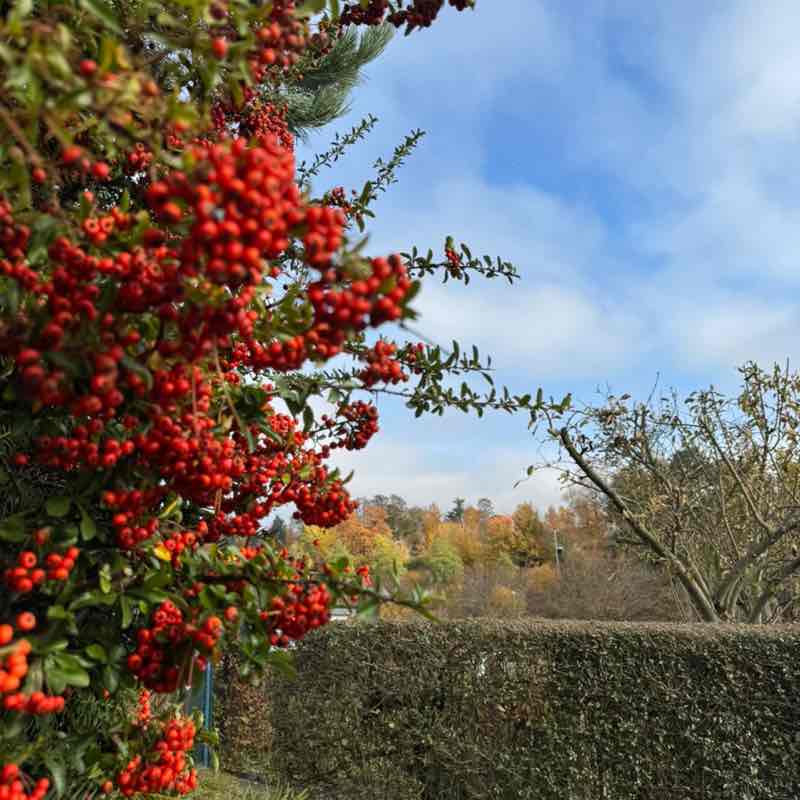 November Steps Challenge 🍁🇷🇺Albina🇩🇪 post image