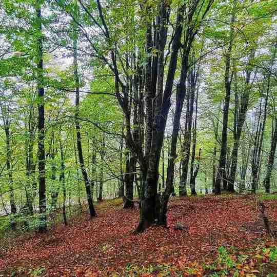 🍃پیاده روی، سلامتی گام به گام 🍃پیاده روی، سلامتی گام به گام post image