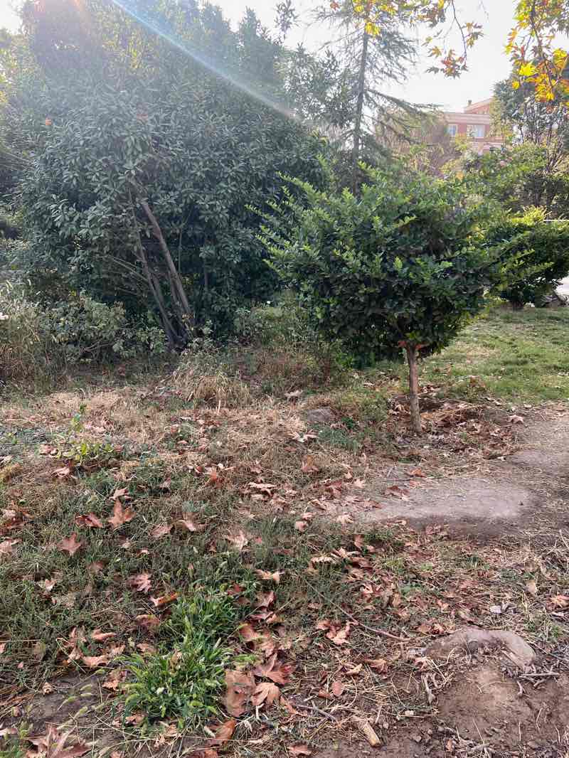 walking near me in بوستان ساحل in autumn